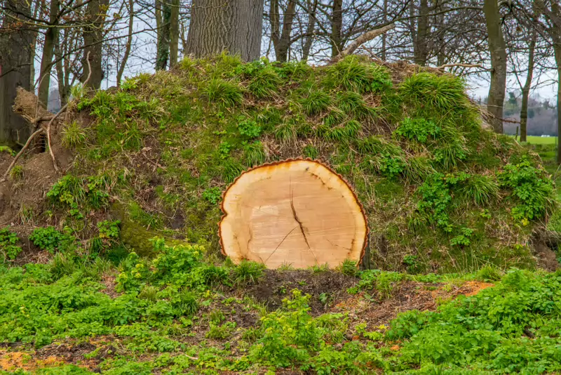 ANOTHER FALLEN TREE