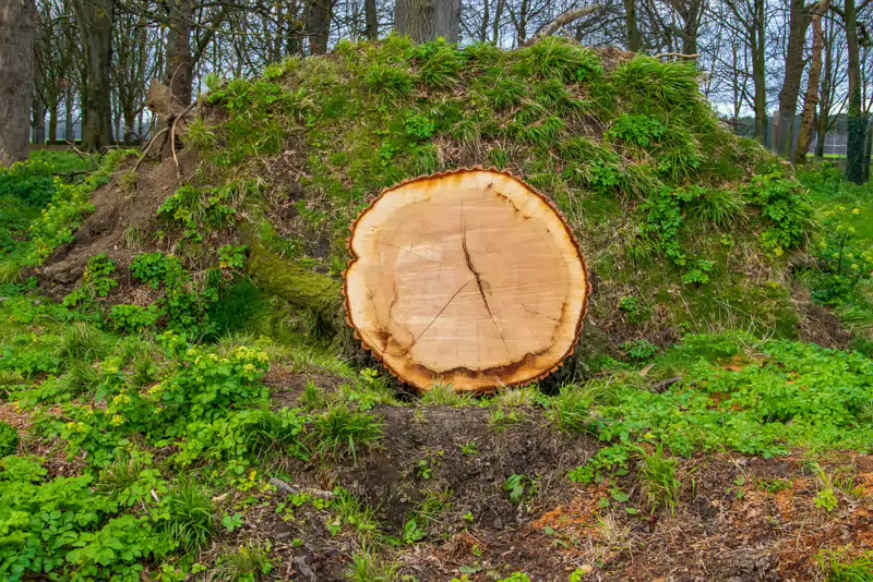 ANOTHER FALLEN TREE