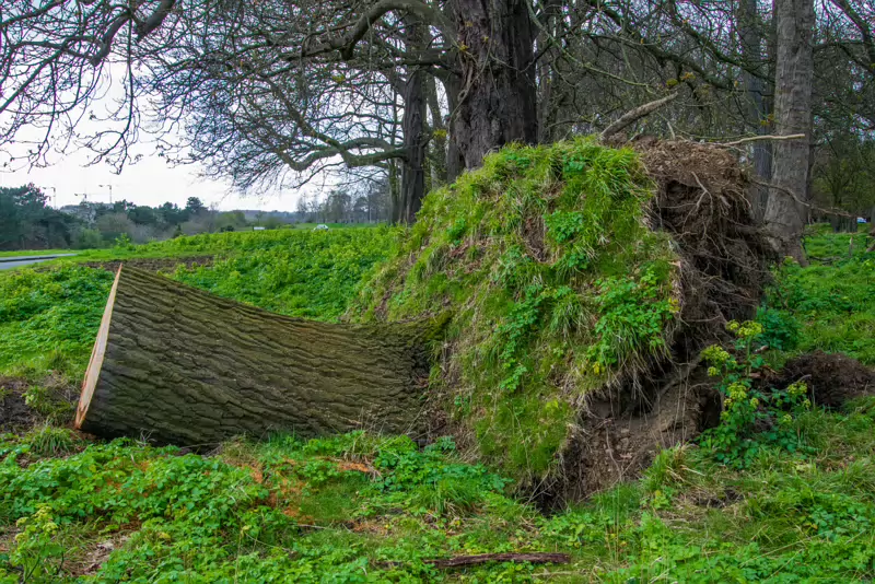 ANOTHER FALLEN TREE