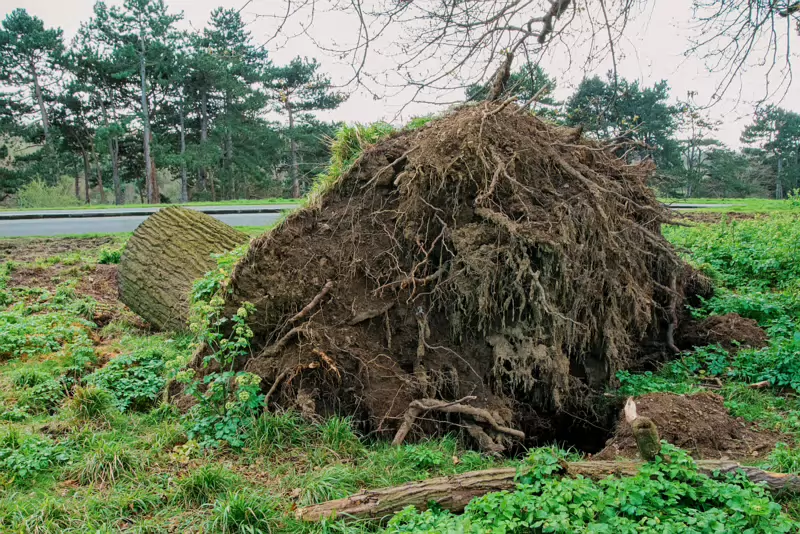 ANOTHER FALLEN TREE