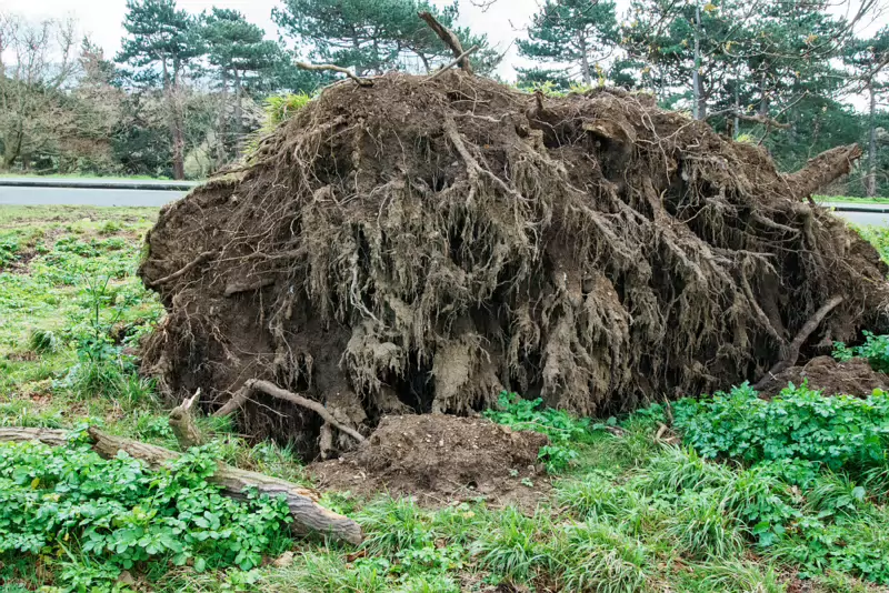 ANOTHER FALLEN TREE