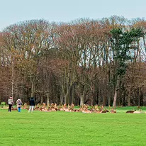 THE DEER HERD