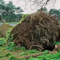 ANOTHER FALLEN TREE