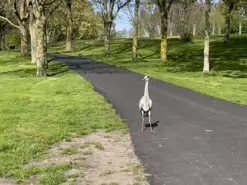 A HERON CAME BEGGING [FAIRVIEW PARK 20 APRIL 2024]-231312-1