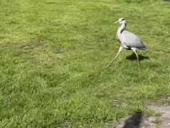 A HERON CAME BEGGING [FAIRVIEW PARK 20 APRIL 2024]-231313-1