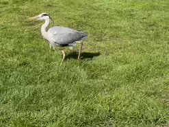 A HERON CAME BEGGING [FAIRVIEW PARK 20 APRIL 2024]-231314-1