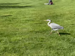 A HERON CAME BEGGING [FAIRVIEW PARK 20 APRIL 2024]-231315-1