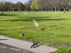 A HERON CAME BEGGING [FAIRVIEW PARK 20 APRIL 2024]-231316-1 copy