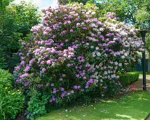 THE BELFAST BOTANIC GARDENS [PHOTOGRAPHED MAY 2017]-235428-1