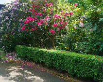 THE BELFAST BOTANIC GARDENS [PHOTOGRAPHED MAY 2017]-235429-1