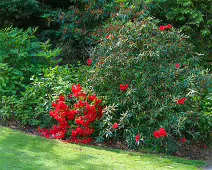 THE BELFAST BOTANIC GARDENS [PHOTOGRAPHED MAY 2017]-235434-1