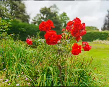 THE WALLED GARDEN AT ST ANNE'S PARK [NO ACCESS TO THE CHINESE PAVILION]-237128-1