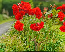 THE WALLED GARDEN AT ST ANNE'S PARK [NO ACCESS TO THE CHINESE PAVILION]-237129-1