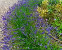 THE WALLED GARDEN AT ST ANNE'S PARK [NO ACCESS TO THE CHINESE PAVILION]-237146-1