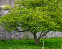 THE MAGAZINE FORT