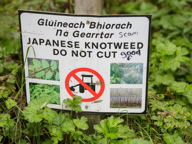 JAPANESE KNOTWEED Japanese Knotweed was introduced to Ireland as an ornamental plant in the 19th century. However, it wasn't until the...