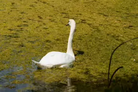 kilkenny-castle-duck-pond-002