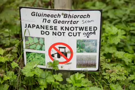 JAPANESE KNOTWEED DO NOT CUT [GALLOWS HILL ALONG THE RIVER NORE IN KILKENNY]-234034