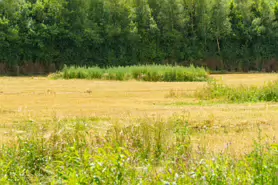 BISHOPS MEADOWS RIVER WALK [RIVER NORE LINEAR PARK]-195500-1