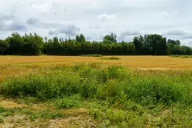 BISHOPS MEADOWS RIVER WALK [RIVER NORE LINEAR PARK]-195501-1