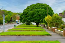 I REALLY LIKE THIS TREE [I WALKED ALONG LUCAN ROAD IN CHAPELIZOD ON MY WAY TO PALMERSTOWN]-232356-1