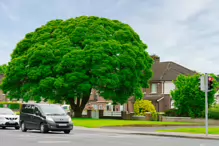 I REALLY LIKE THIS TREE [I WALKED ALONG LUCAN ROAD IN CHAPELIZOD ON MY WAY TO PALMERSTOWN]-232357-1