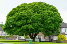 I REALLY LIKE THIS TREE [I WALKED ALONG LUCAN ROAD IN CHAPELIZOD ON MY WAY TO PALMERSTOWN]-232358-1