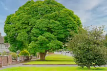 I REALLY LIKE THIS TREE [I WALKED ALONG LUCAN ROAD IN CHAPELIZOD ON MY WAY TO PALMERSTOWN]-232359-1