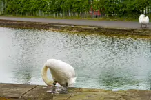 A NICE WALK ALONG THE ROYAL CANAL [FROM SHANDON GARDENS TO CROSS GUNS BRIDGE]-232248-1