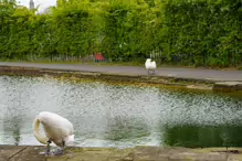 A NICE WALK ALONG THE ROYAL CANAL [FROM SHANDON GARDENS TO CROSS GUNS BRIDGE]-232249-1