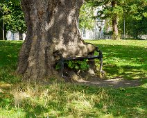 THE HUNGRY TREE [LOCAL CHILDREN ARE AFRAID TO SIT ON THE BENCH]-241645-1