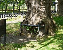 THE HUNGRY TREE [LOCAL CHILDREN ARE AFRAID TO SIT ON THE BENCH]-241648-1