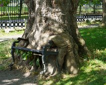 THE HUNGRY TREE [LOCAL CHILDREN ARE AFRAID TO SIT ON THE BENCH]-241649-1