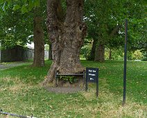 THE HUNGRY TREE [LOCAL CHILDREN ARE AFRAID TO SIT ON THE BENCH]-241654-1