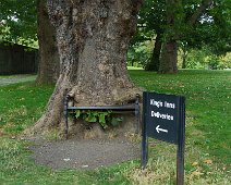 THE HUNGRY TREE [LOCAL CHILDREN ARE AFRAID TO SIT ON THE BENCH]-241655-1