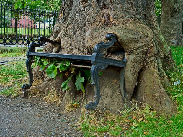 THE REAL THING The Hungry Tree at King's Inns in Dublin is a captivating natural phenomenon that has captured the attention of locals...