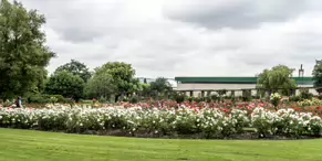 BOTANIC GARDENS IN BELFAST [26 JUNE 2014]-233030-1