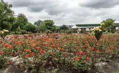 BOTANIC GARDENS IN BELFAST [26 JUNE 2014]-233032-1