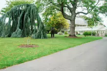 THE BEST NIGHT EVER BY BOB QUINN AT THE BOTANIC GARDENS [THERE IS A DUPLICATE IN CITY WEST]-242157-1