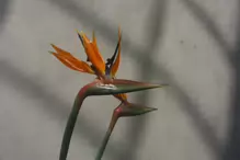 BIRD OF PARADISE PLANT