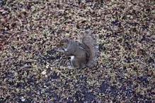 THIS SQUIRREL TOOK SOMETHING FROM MY POCKET [BOTANIC GARDENS JULY 2009]-233000-1