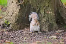 THIS SQUIRREL TOOK SOMETHING FROM MY POCKET [BOTANIC GARDENS JULY 2009]-233005-1