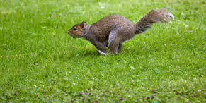 THIS SQUIRREL TOOK SOMETHING FROM MY POCKET [BOTANIC GARDENS JULY 2009]-233006-1