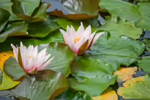 THE POND AREA OF THE BOTANIC GARDENS [AS IT WAS BACK IN 2009]-232981-1