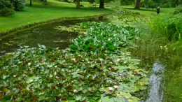 THE POND AREA OF THE BOTANIC GARDENS [AS IT WAS BACK IN 2009]-232990-1