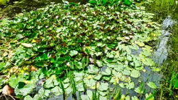 THE POND AREA OF THE BOTANIC GARDENS [AS IT WAS BACK IN 2009]-232991-1