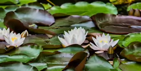 THE POND AND THE WATER LILLIES AT THE BOTANIC GARDENS IN GLASNEVIN [JULY 2009]-232969-1