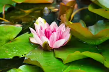 THE POND AND THE WATER LILLIES AT THE BOTANIC GARDENS IN GLASNEVIN [JULY 2009]-232976-1