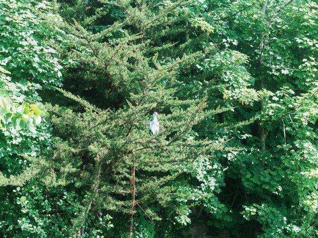 SPOT THE HERON Herons have long been a familiar sight along the River Dodder, their elegant forms often spotted wading in the shallows...