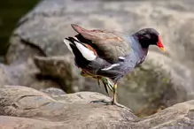 A MOORHEN IN HUNTING MODE [ST FIACHRA'S GARDEN IN KILDARE] X-234987-1 A MOORHEN IN HUNTING MODE